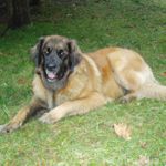 Roxy mit 20 Monaten im Garten